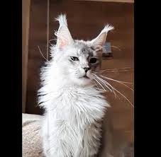 Maine Coon Cats For Adoption St Petersburg