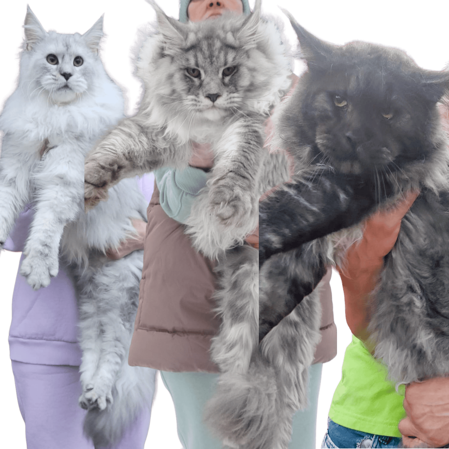 Maine Coon Cats For Adoption Stockton