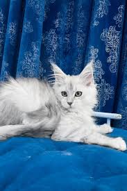 Maine Coon Cats For Adoption Tacoma