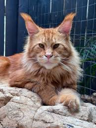 Maine Coon Cats For Adoption Tampa