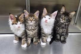 Maine Coon Cats For Adoption Toledo