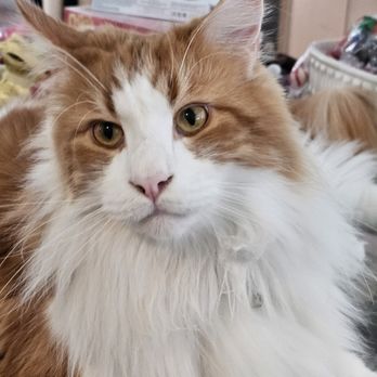 Maine Coon Cats For Adoption Virginia Beach