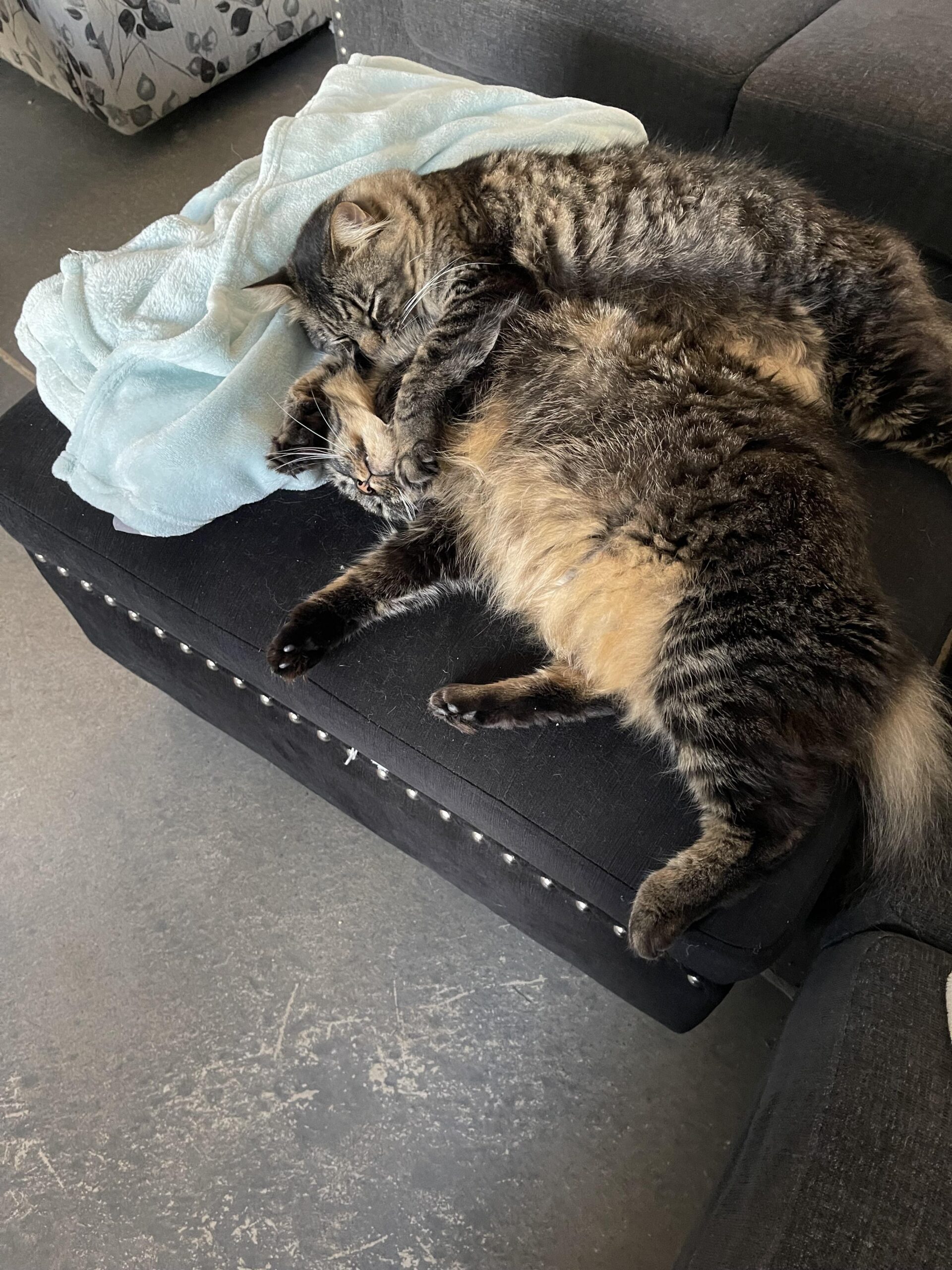 Maine Coon Cats For Adoption Wichita