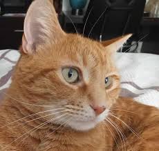 Maine Coon Cats For Adoption Winston Salem