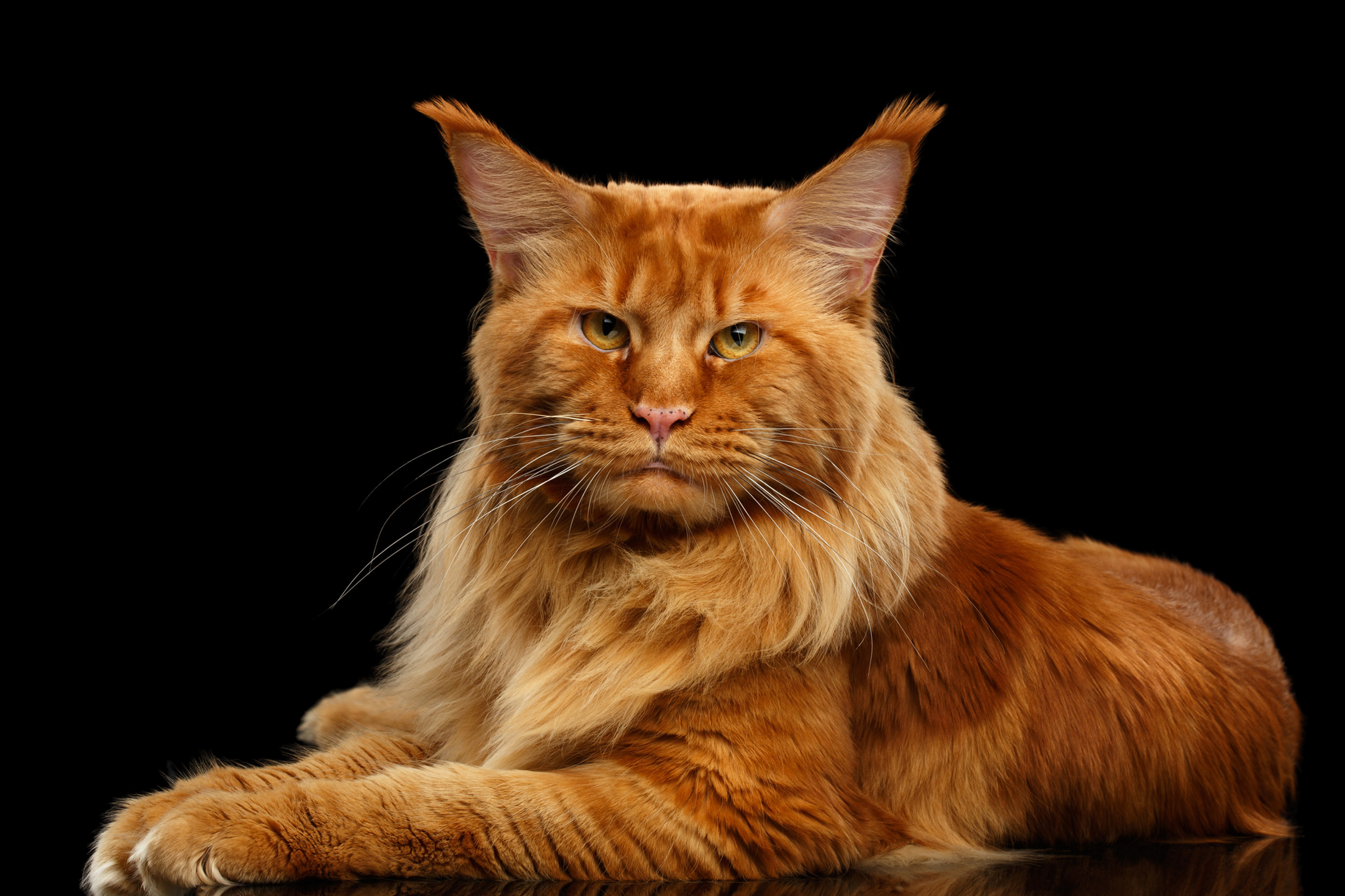 Maine Coon Cats For Sale Colorado