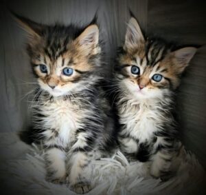 Maine Coon Cats For Sale Florida