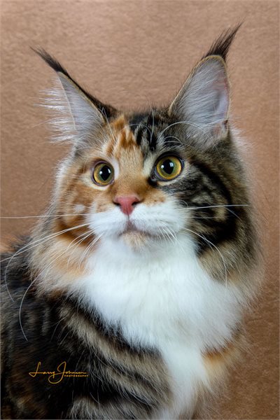 Maine Coon Cats For Sale In Pa