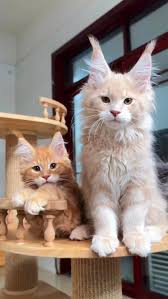 Maine Coon Cats For adoption Louisville