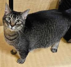 Maine Coon Cats For adoption Tulsa