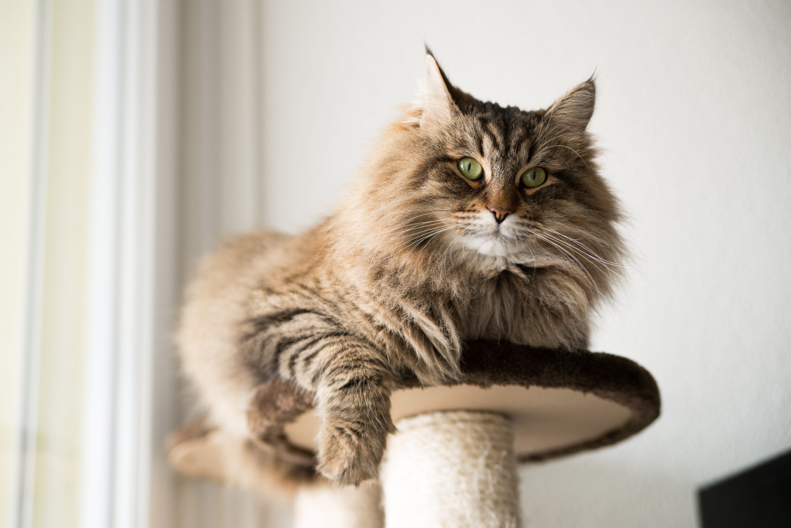 Maine Coon Cats In Maine For Sale