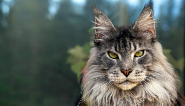 Maine Coon Cats Picture Gallery