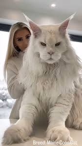 Maine Coon Cats