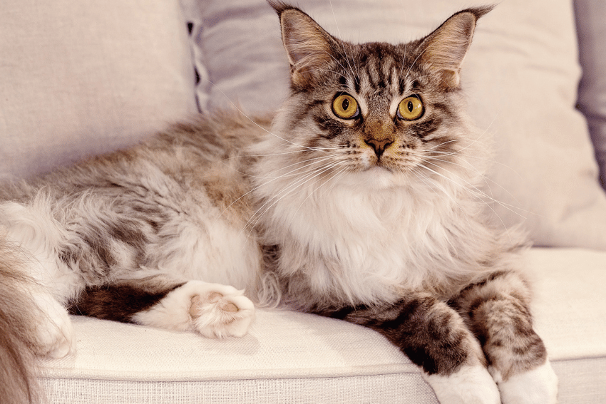 Maine Coon Cats