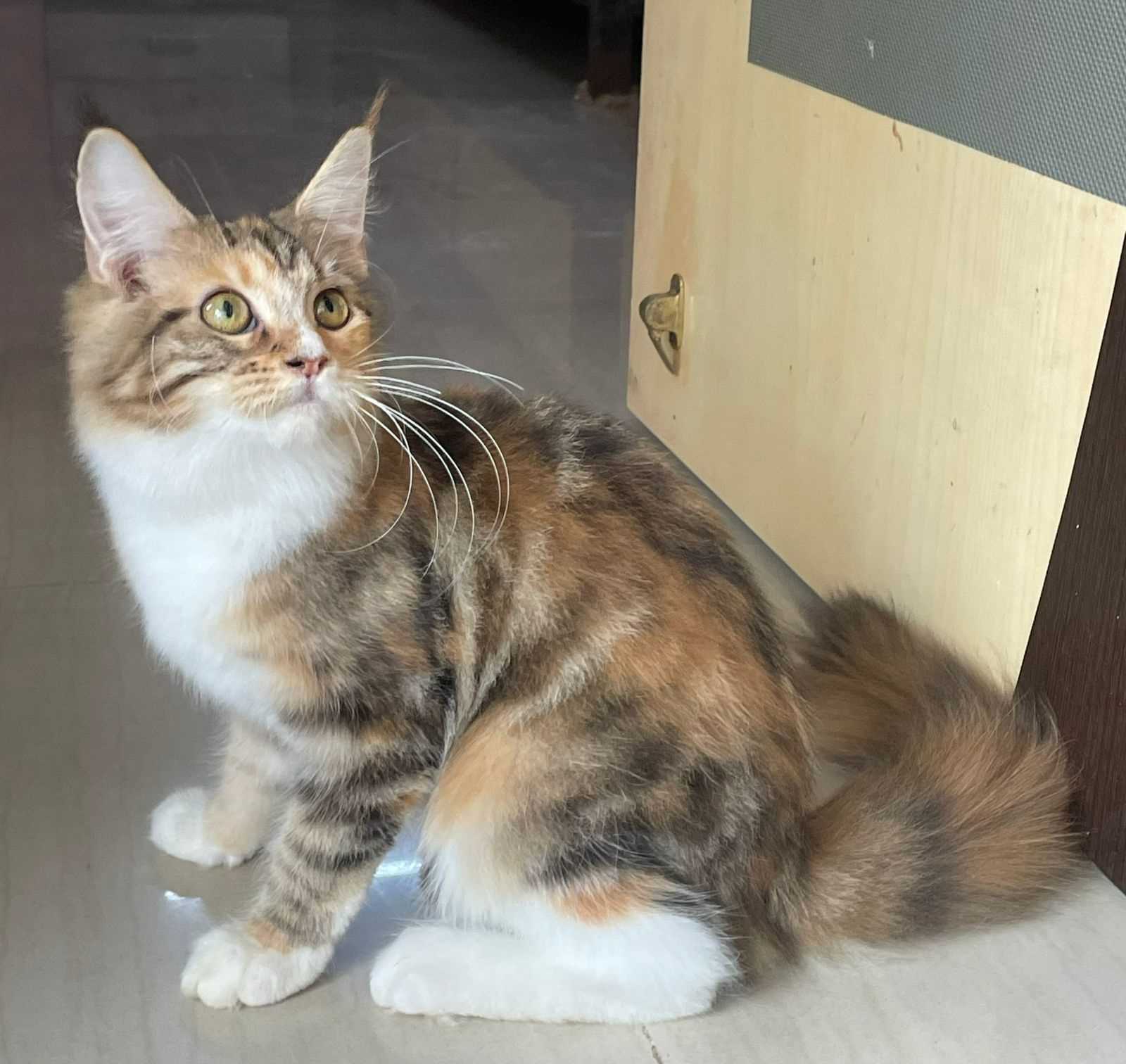 Maine Coon Cattery Near Me
