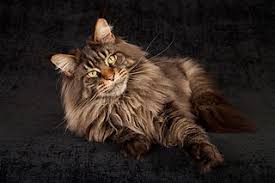 Maine Coon Colorado