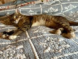 Maine Coon Craigslist