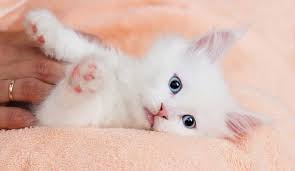 Maine Coon For Sale Michigan