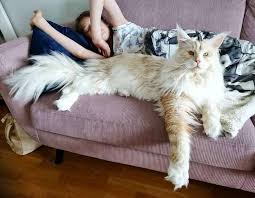 Maine Coon giant