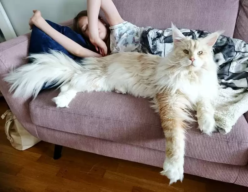 Maine Coon House Cat