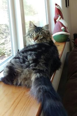 Maine Coon House Cats