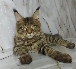 Maine Coon Kitten For Sale