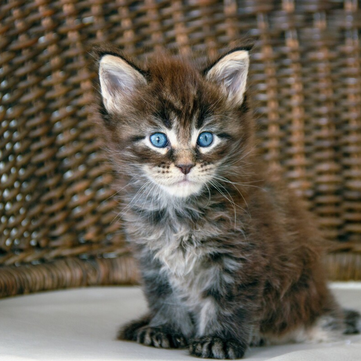 Maine Coon Kitten