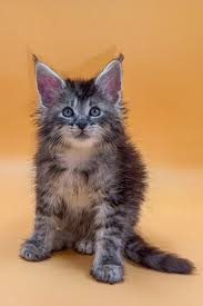 Maine Coon Kittens Craigslist