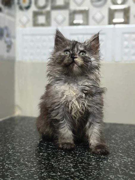 Maine Coon Kittens Fir Sale