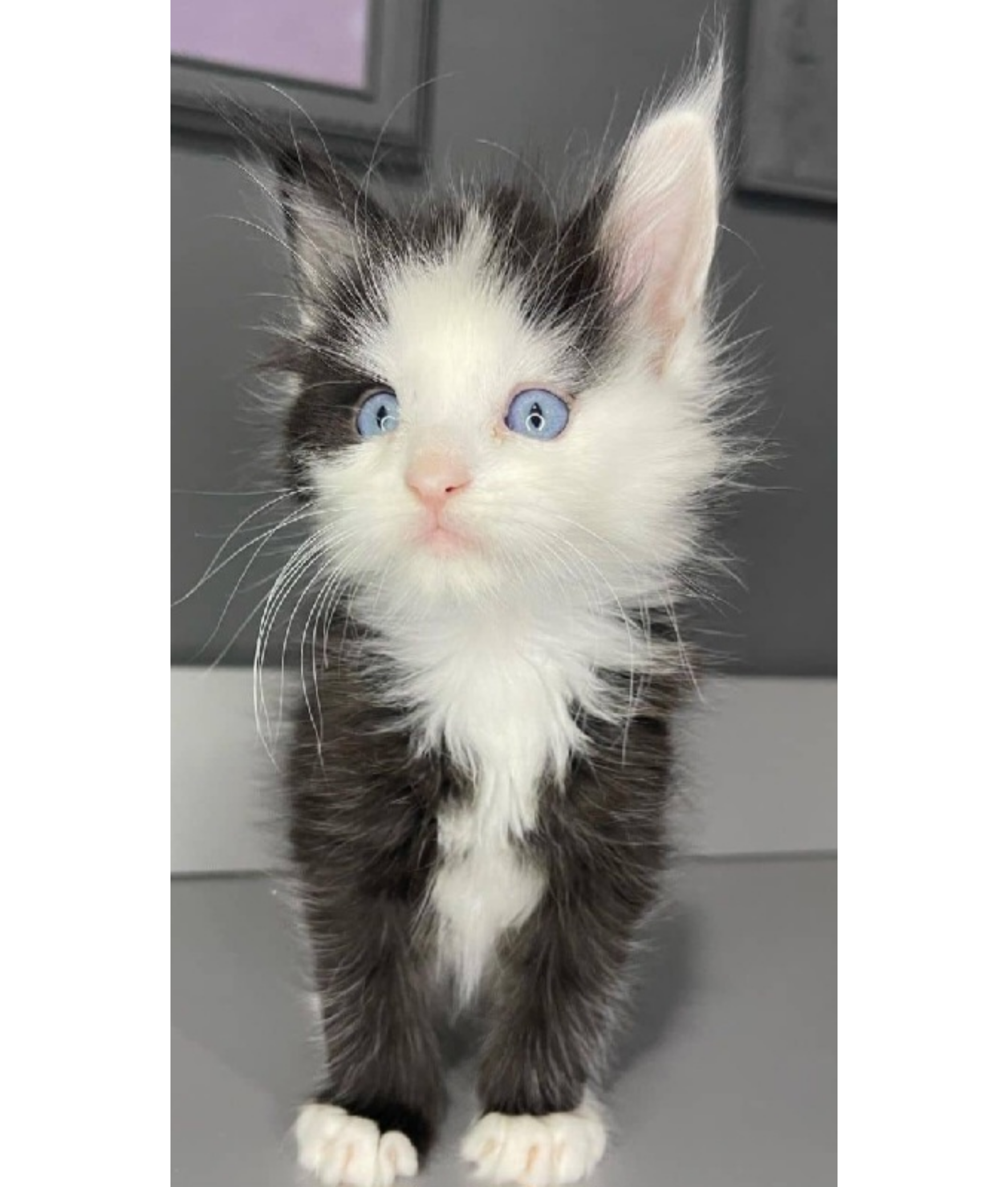 Maine Coon Kittens For Sale $100