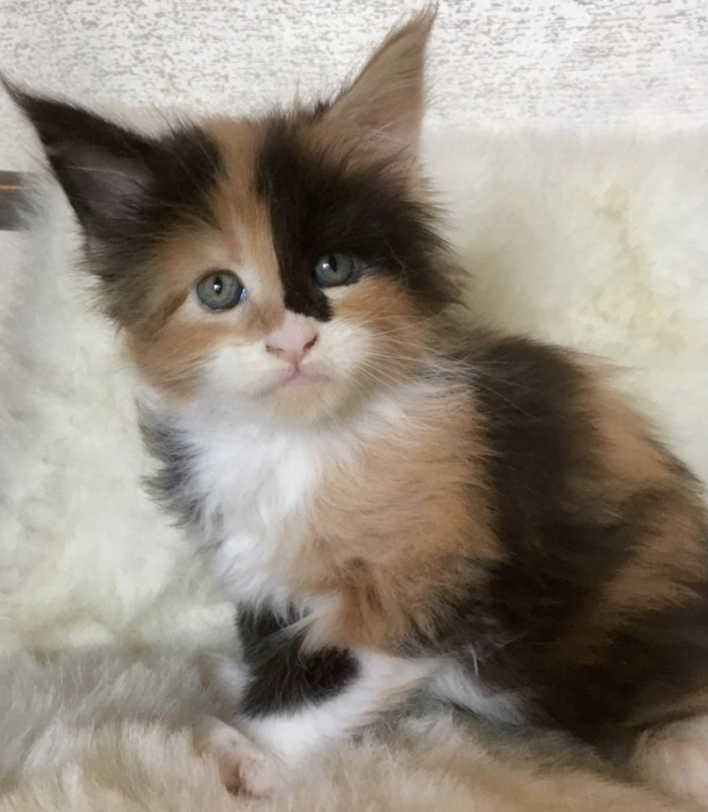 Maine Coon Kittens For Sale $450 Near Me