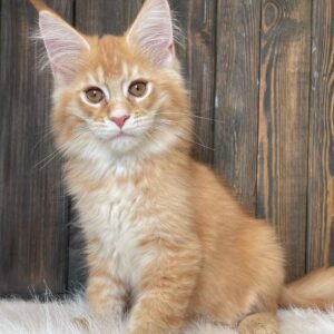 Maine Coon Kittens For Sale $450 Ohio