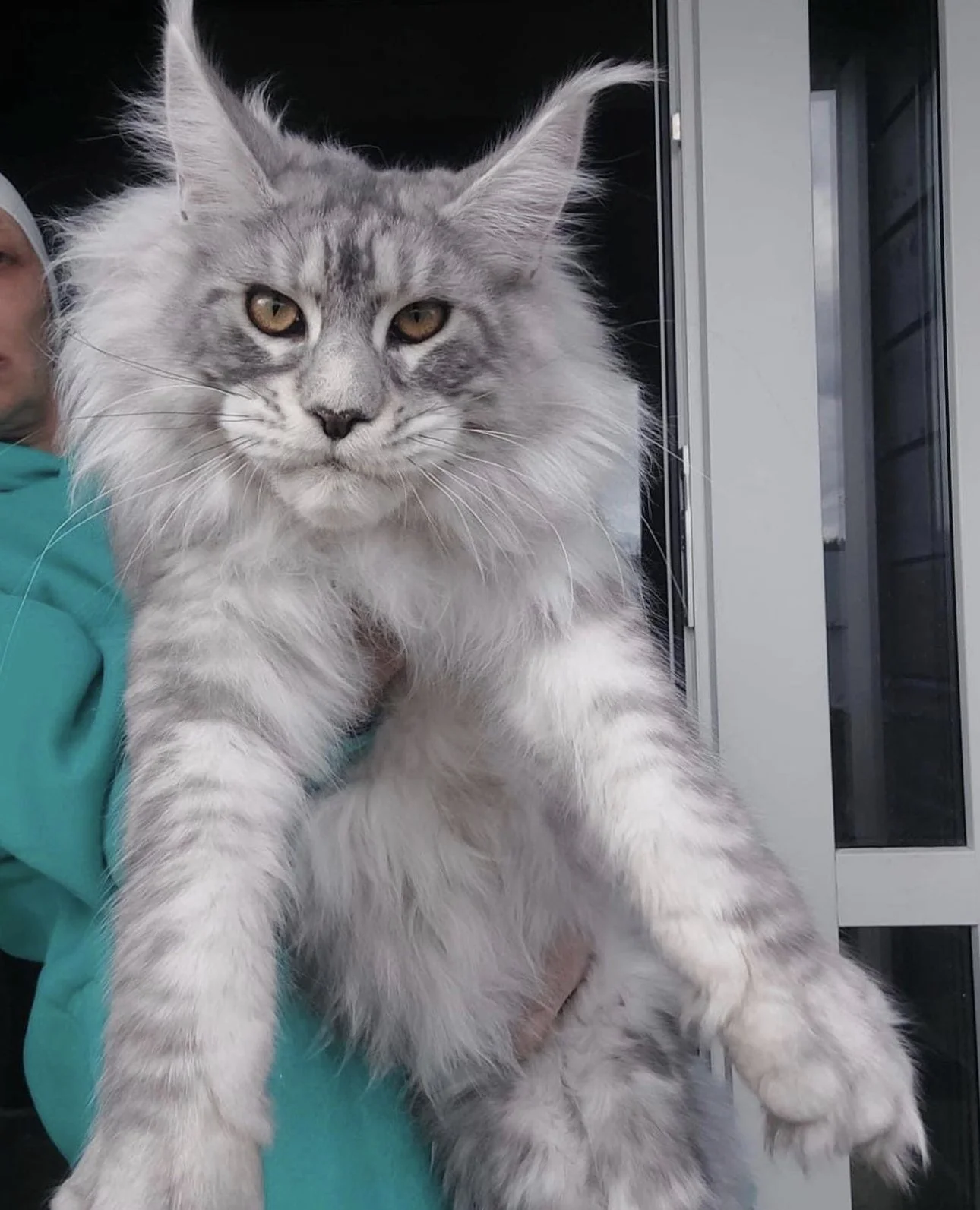 Maine Coon Kittens For Sale Alabama