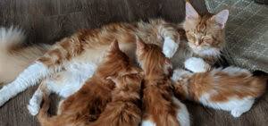 Maine Coon Kittens For Sale Florida