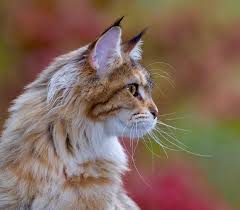 Maine Coon Kittens For Sale Illinois