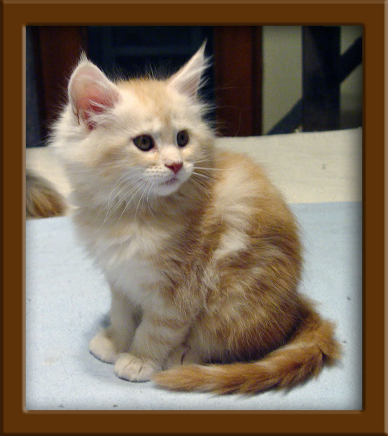 Maine Coon Kittens For Sale Kansas