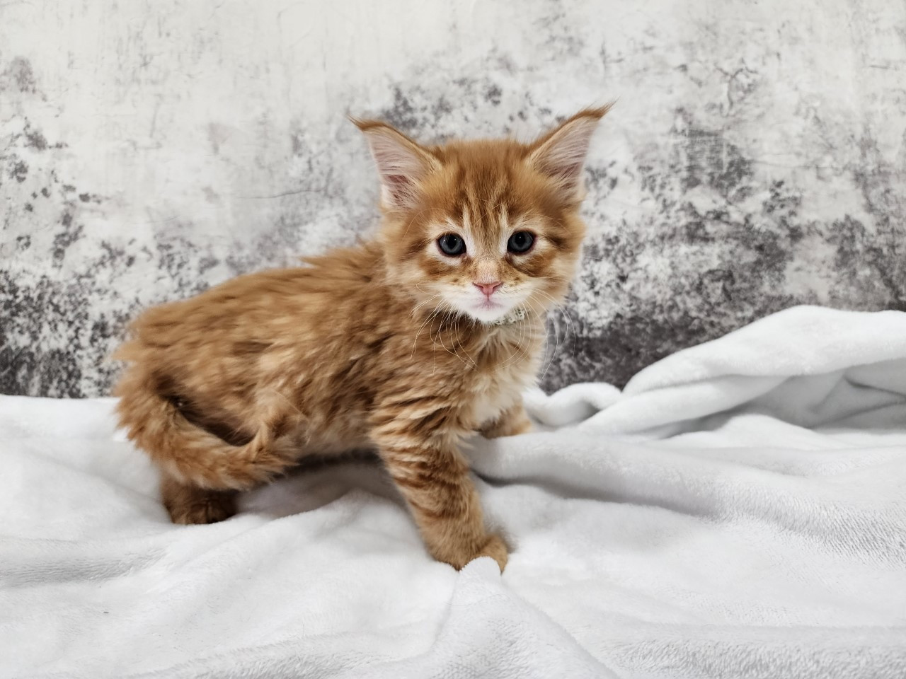 Maine Coon Kittens For Sale Mn
