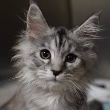 Maine Coon Kittens For Sale Oregon