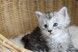Maine Coon Kittens For Sale Pittsburgh
