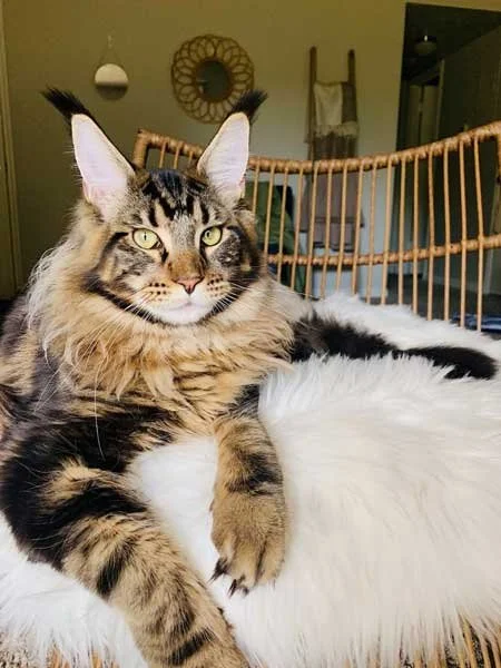 Maine Coon Kittens For Sale Texas
