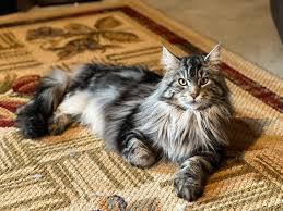 Maine Coon Kittens For Sale Under $1000