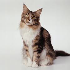 Maine Coon Kittens Near Me