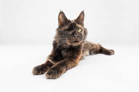Maine Coon Kittens Oregon