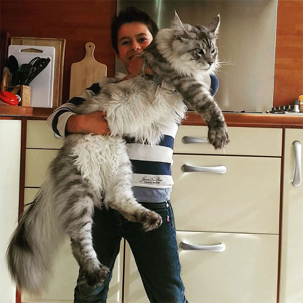 Maine Coon Maine Coon Cats