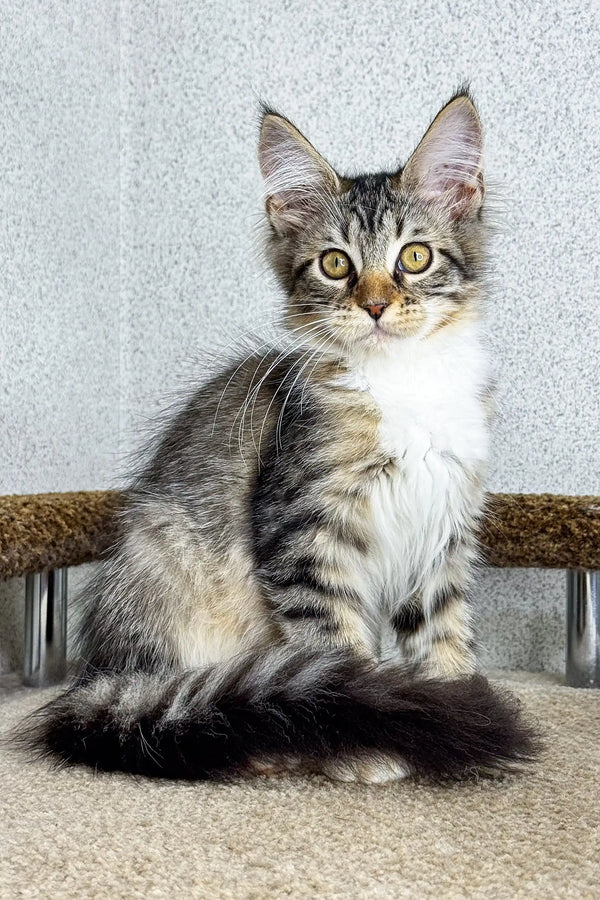 Maine Coon Mix Kittens For Sale