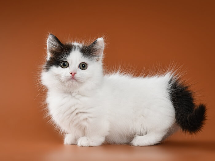 Maine Coon Munchkin Kittens