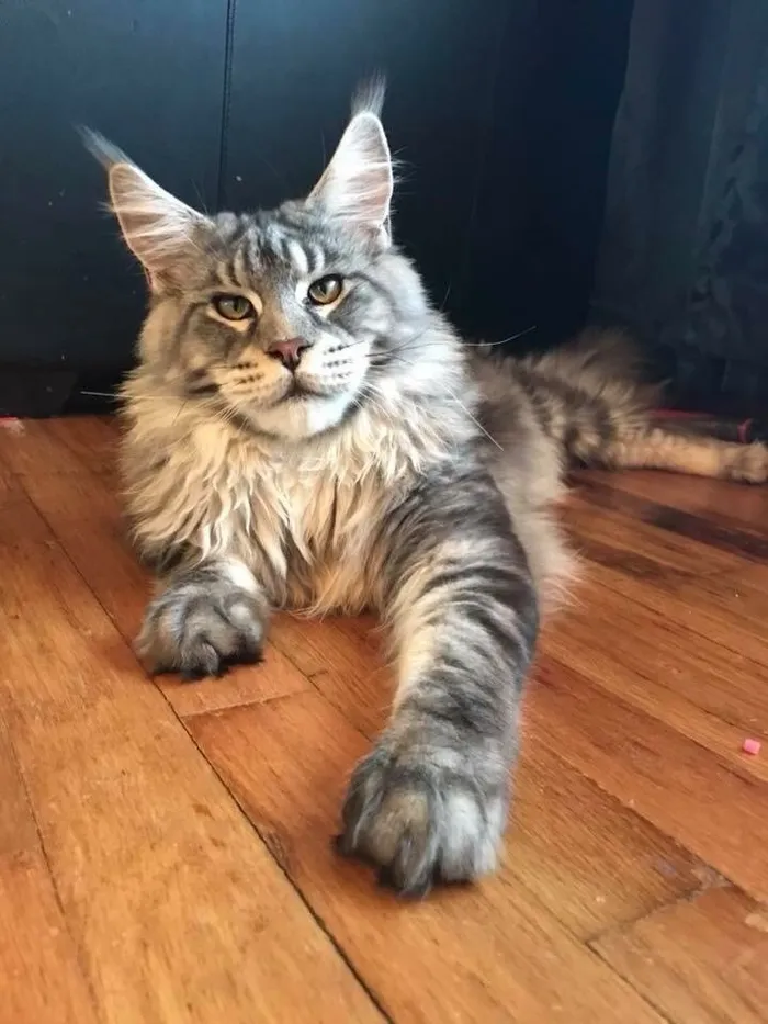 Maine Coon Rescue Near Me