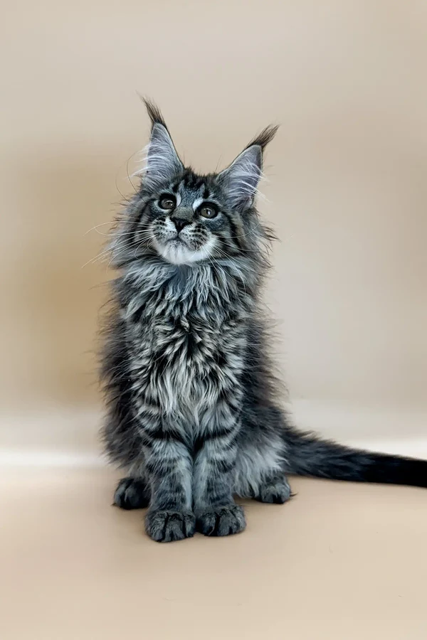 Maine Coon Sale