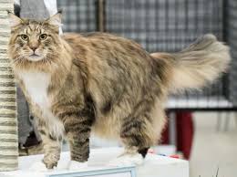 Maine Coon United States
