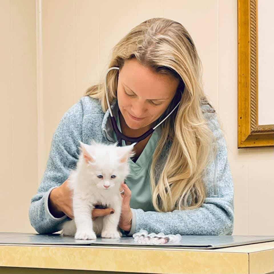 Maine Coon Vet Near Me