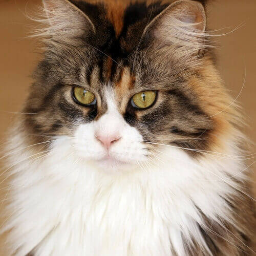 Maine Coon Veterinary Care Near Me